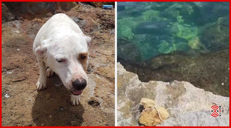 cane in mare con una pietra al collo