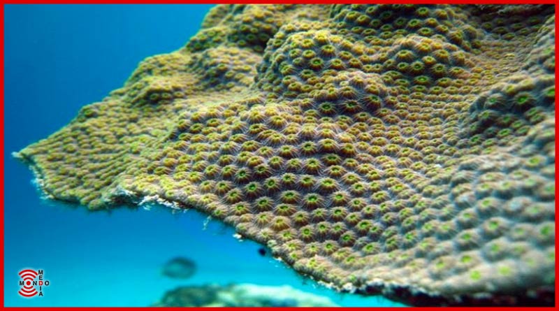 coralli organismi highlander